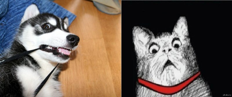 Мемы с собаками