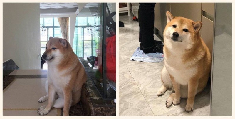 Шиба ину Doge