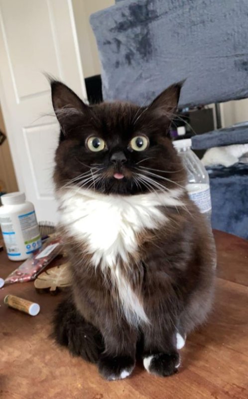 Чмоня гигачад