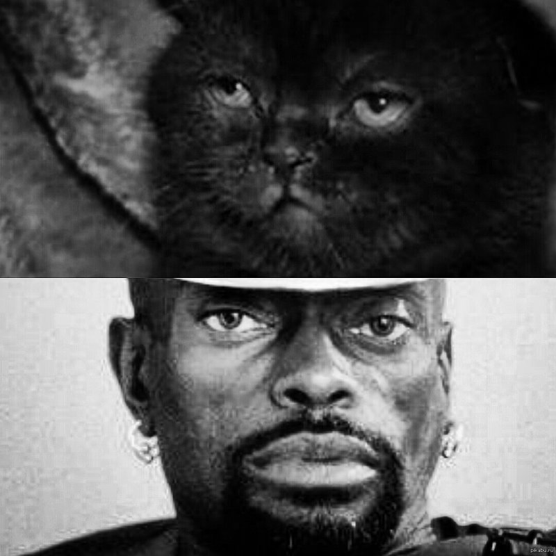 Кот афроамериканец