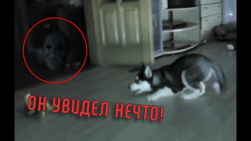 Кот призрак