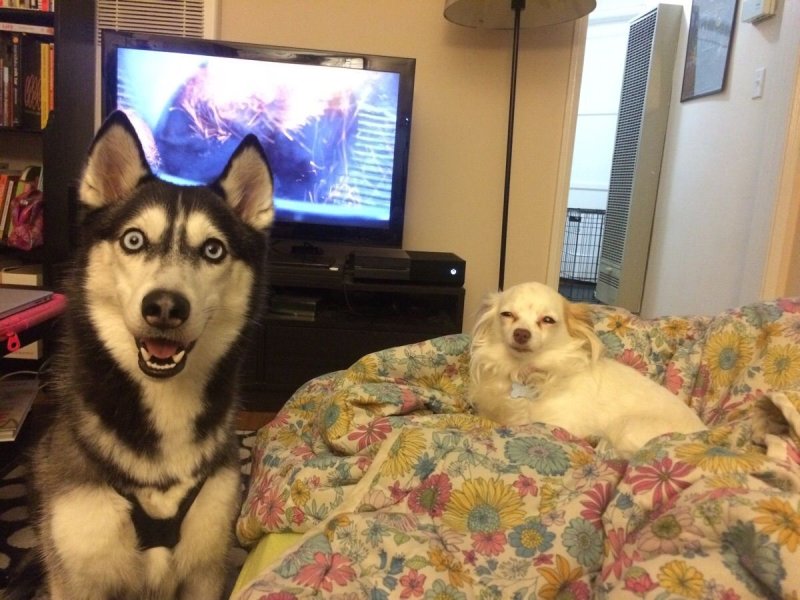 Смешные собаки мемы