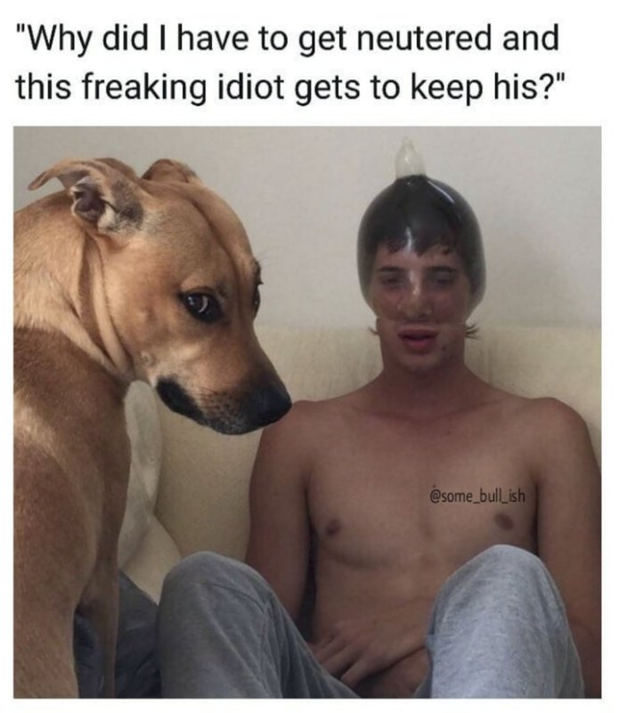 Животные дебилы