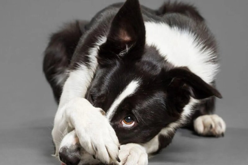 Виноватый взгляд собаки