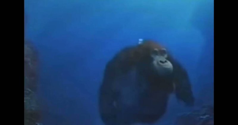 Обезьяна плывет под водой