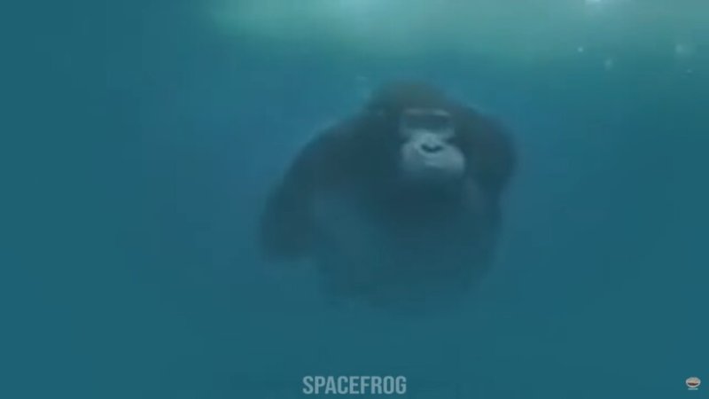 Обезьяна плывет под водой