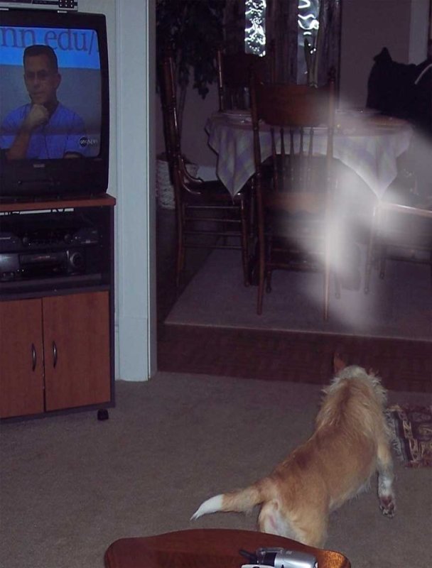 Собака призрак