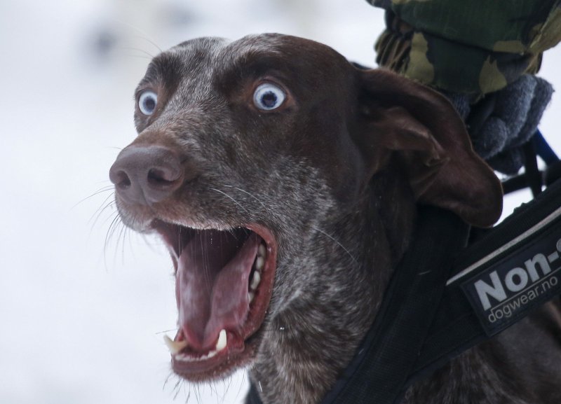 Собака удивление