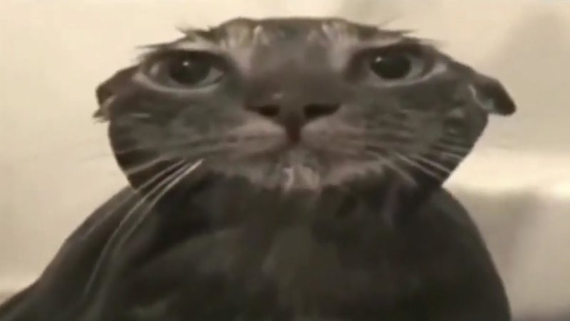 Мокрый кот из мема