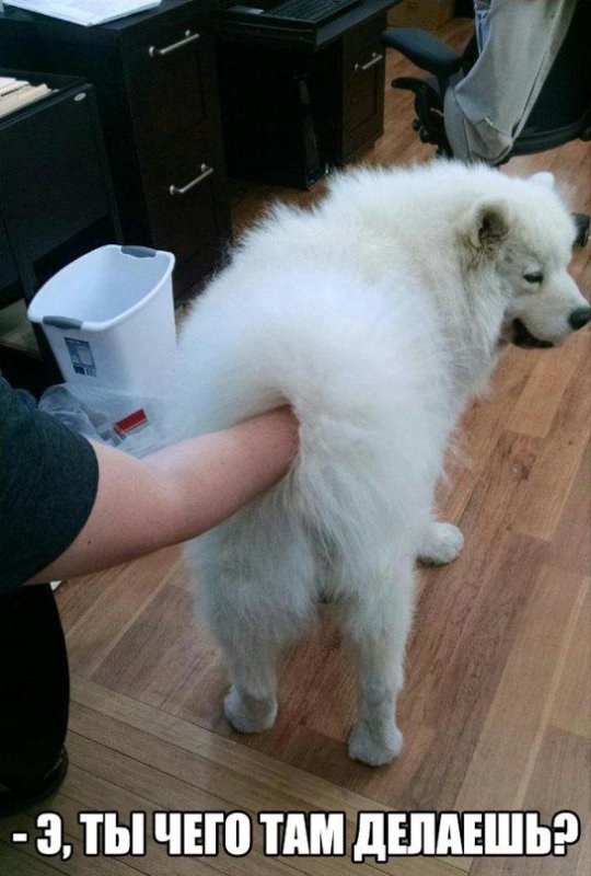 Стрижка самоеда