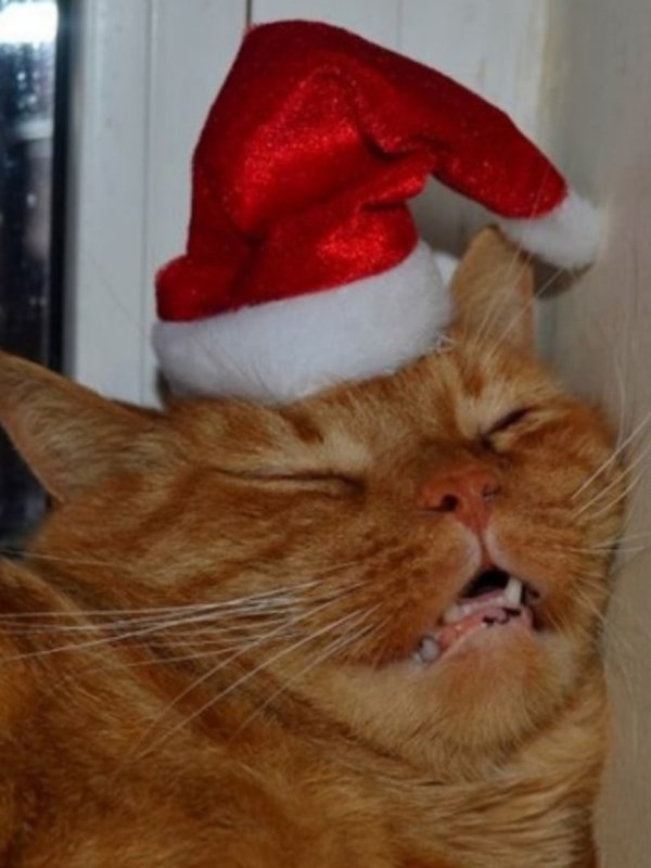 Новогодний рыжий кот