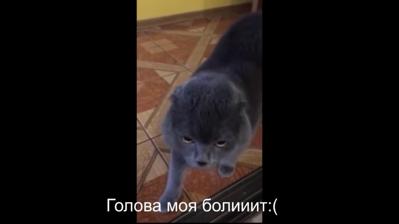 Кот говорит голова моя болит