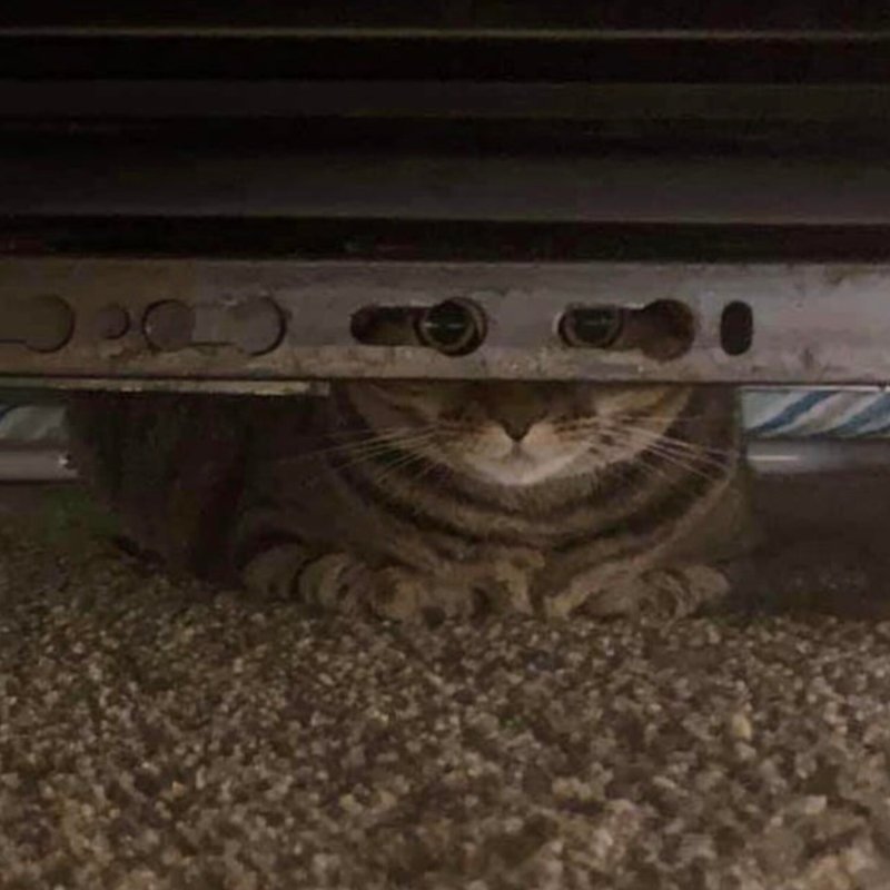 Кот с камерой