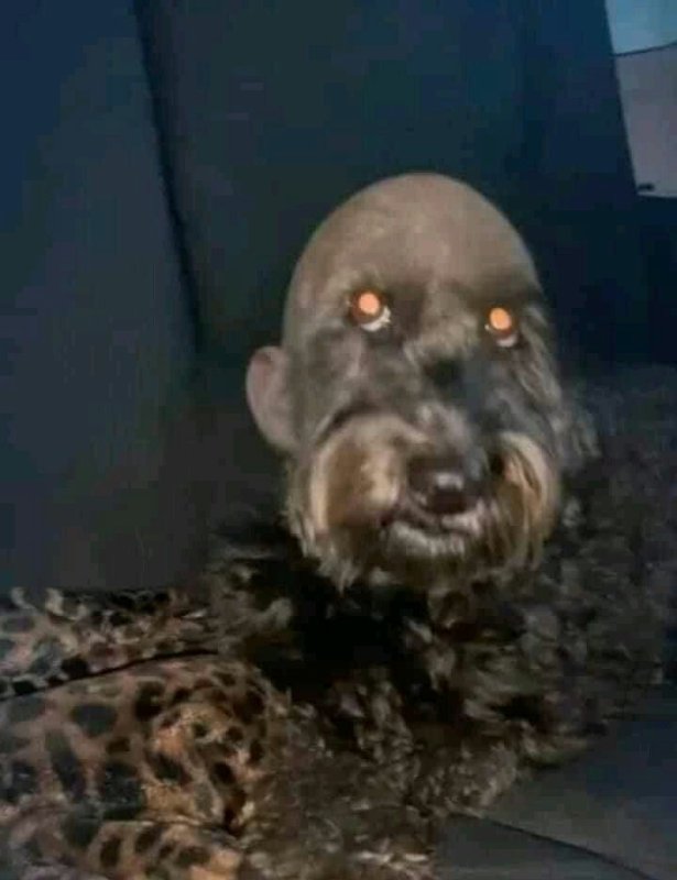 Собака с человеческим лицом