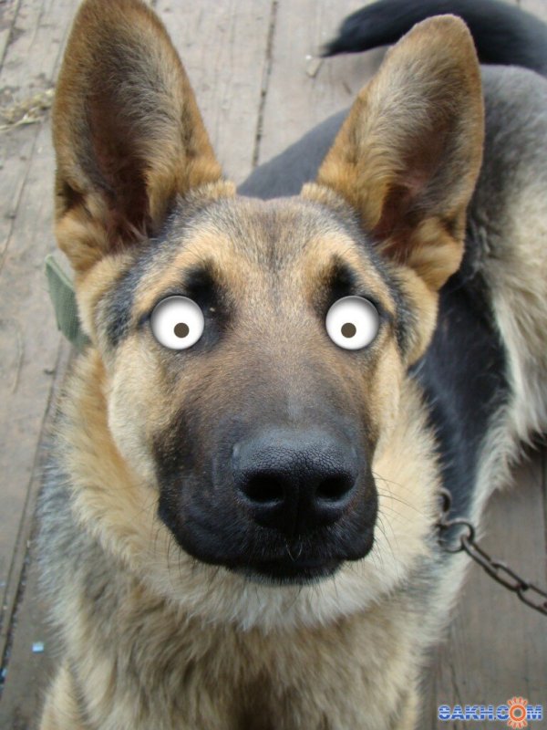 Испуганные собаки