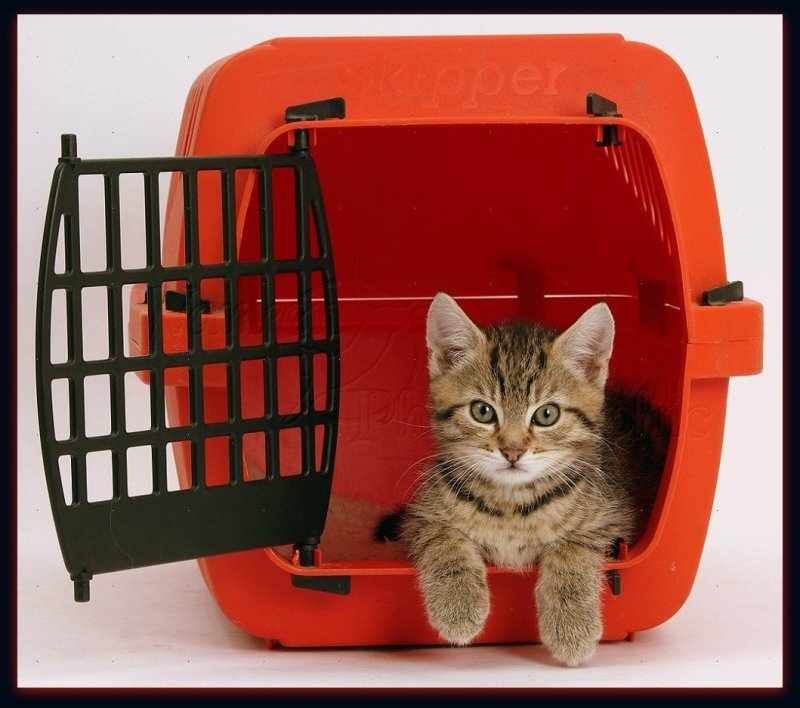 Котик в переноске