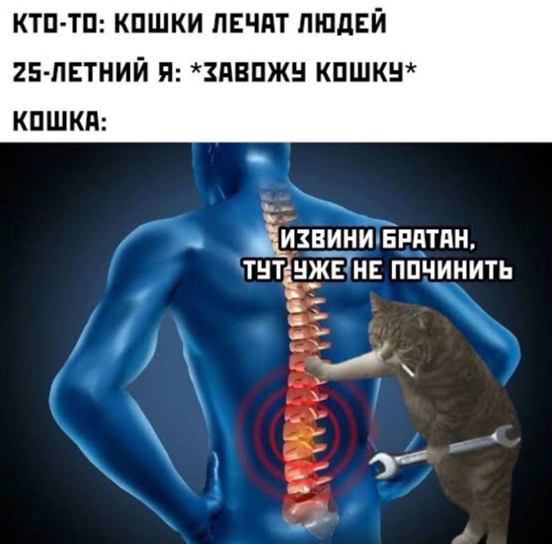 Тут уже не починить кот