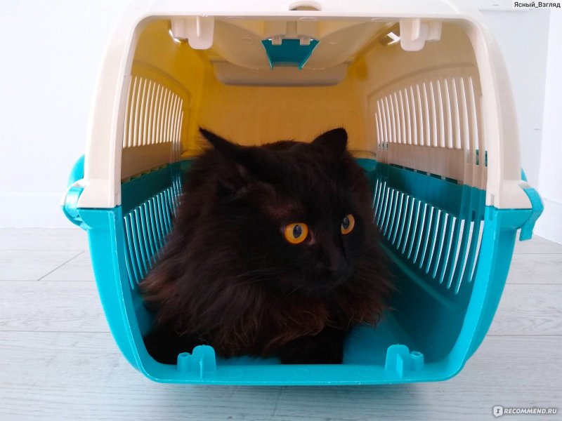 Кот в переноске в машине