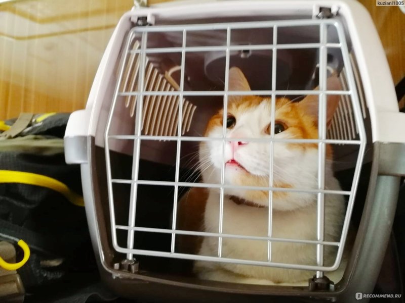 Рыжий кот в переноске