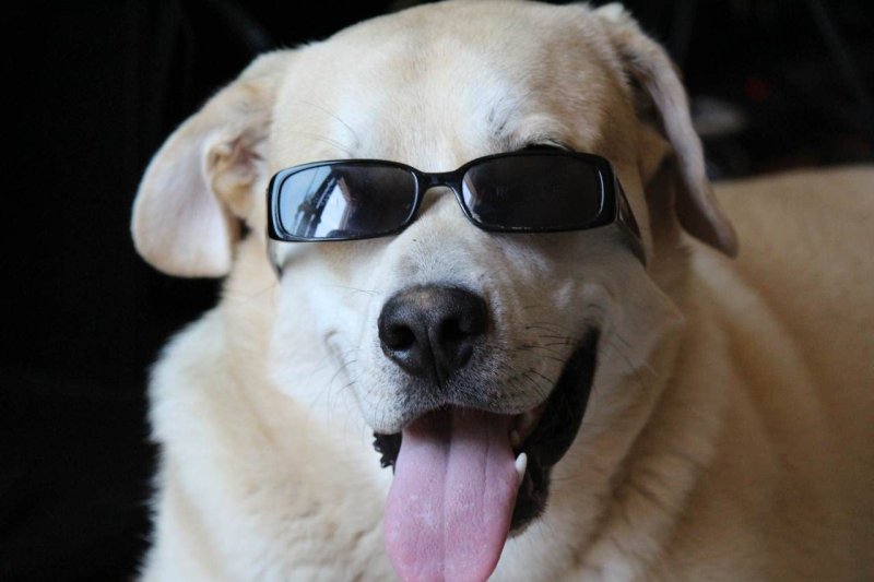 Прикольные лабрадоры