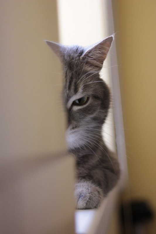 Котенок выглядывает