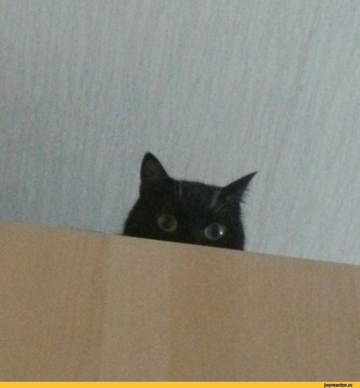 Мем котик следит