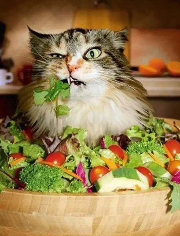 Кот из мема с салатом