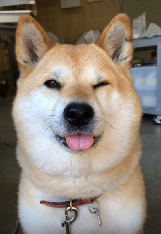 Собака подмигивает