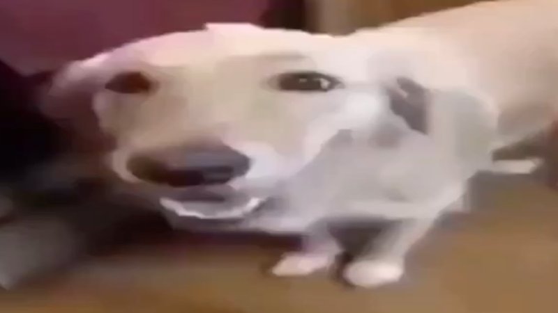 Собака из мема с кегой