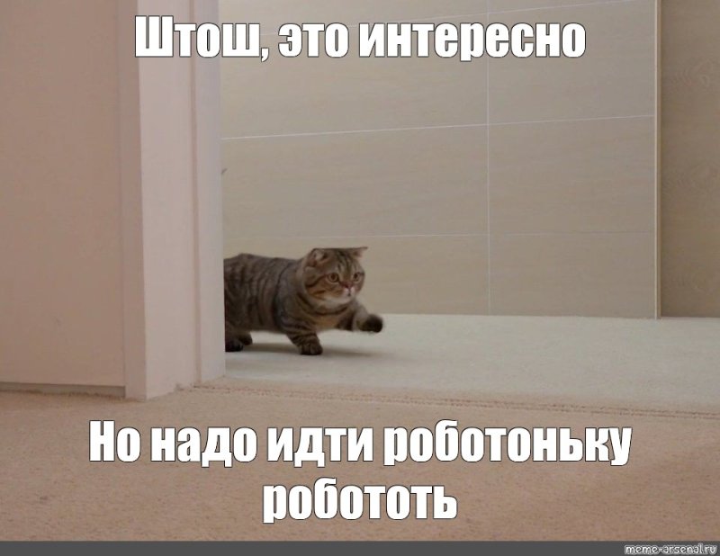 Мемы с котами смешные штош