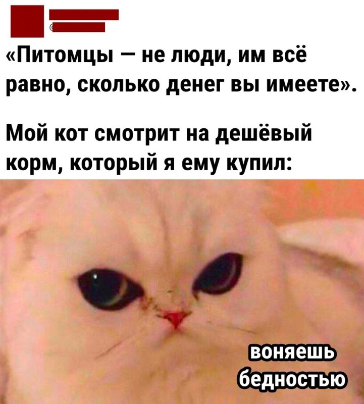 Воняешь бедностью кот