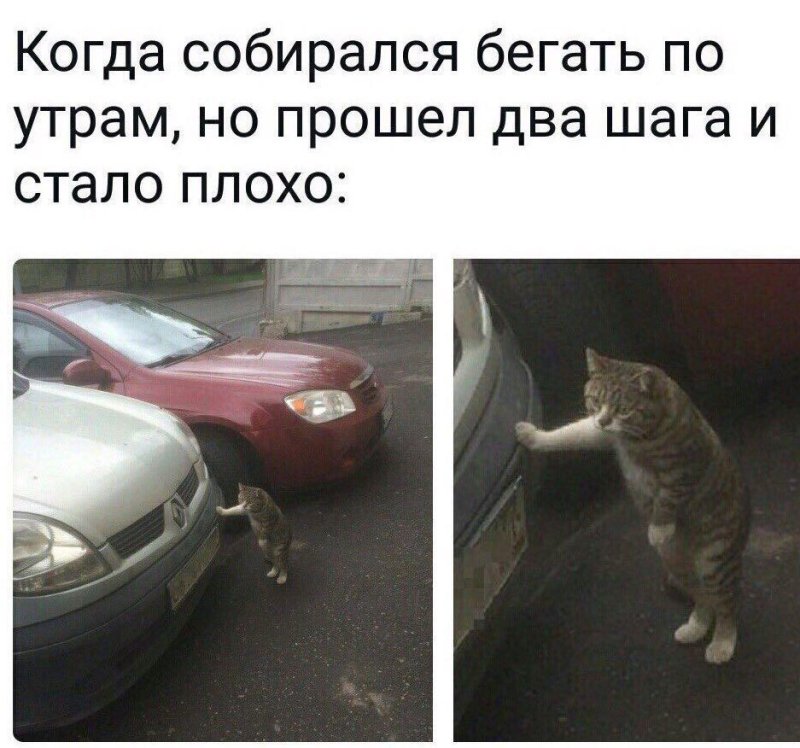 Кот облокотился на машину