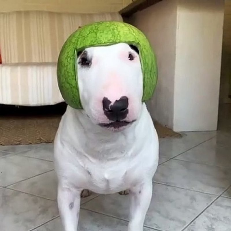 Собака с маслом на голове