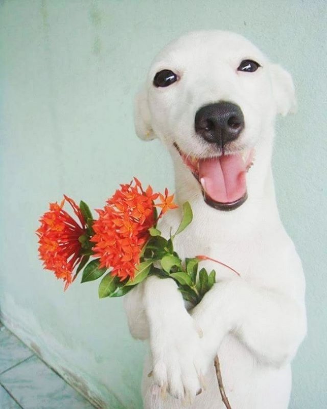 Щенок с цветком в зубах