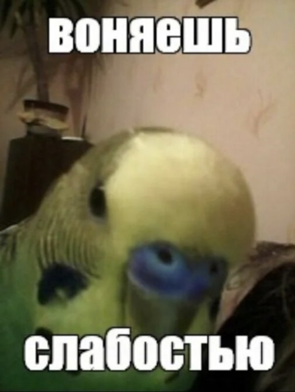 Попугаи попугаи вонючие