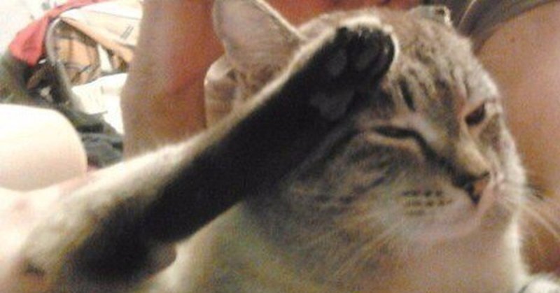 Кот ф палатке мемы