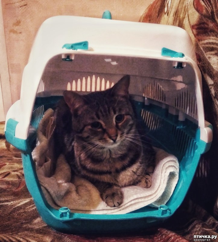 Кошка в переноске мило