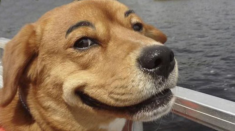 Собака улыбается