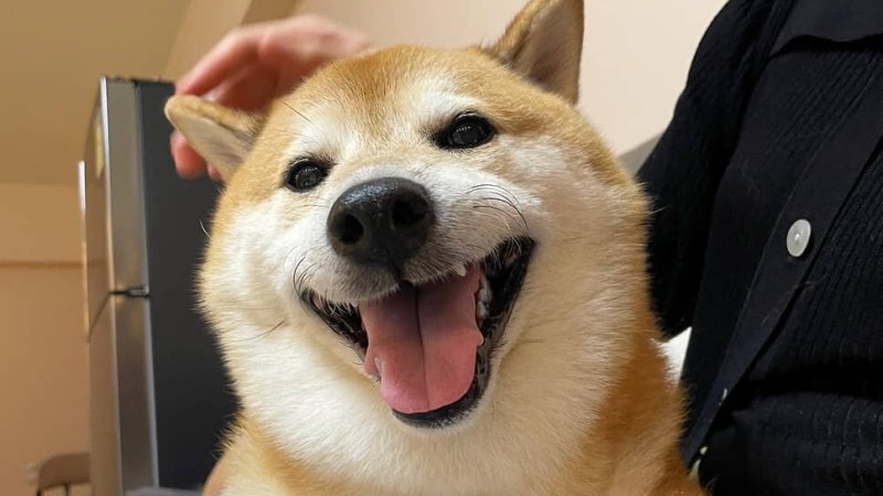 Собака подмигивает