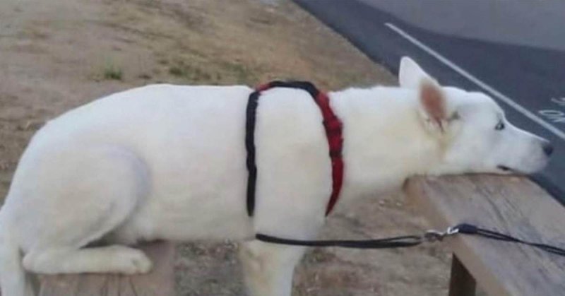 Собака сидит Мем