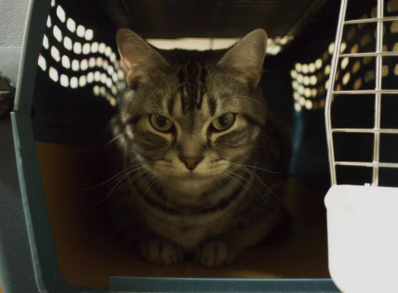 Злой кот в переноске