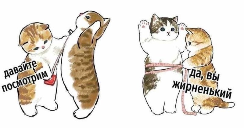 Кошечки мофо