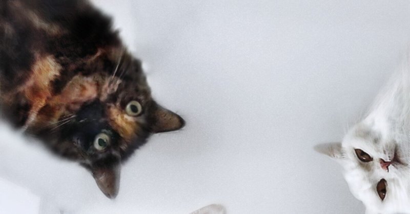 Котики Наташа вставай