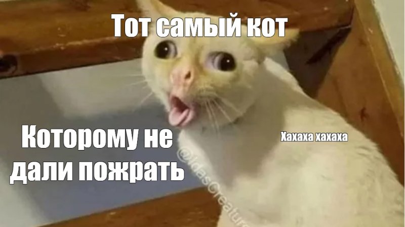 Кот кашляет Мем