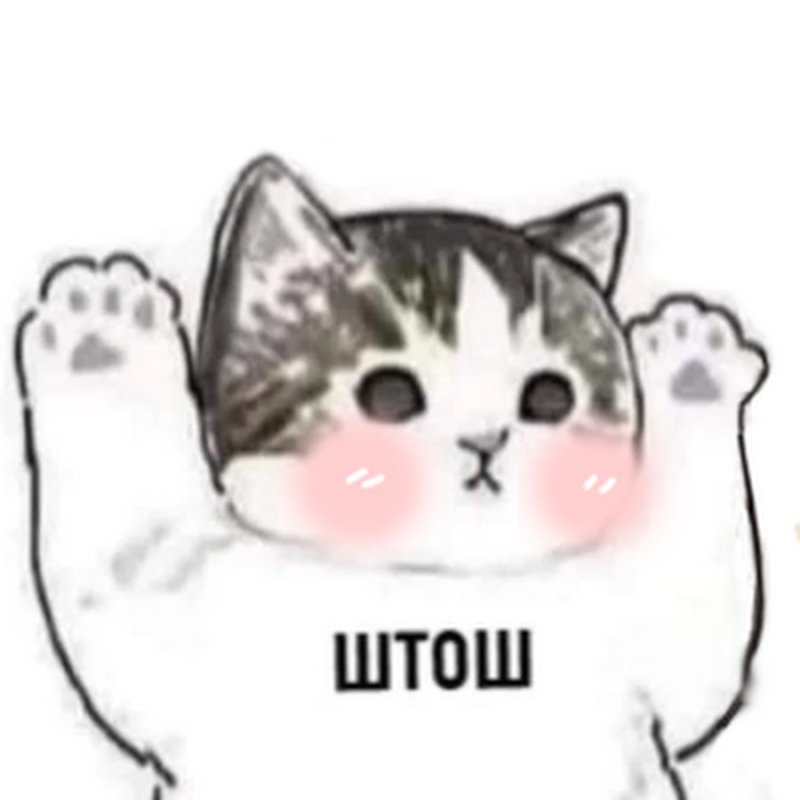 Котик меряет котика