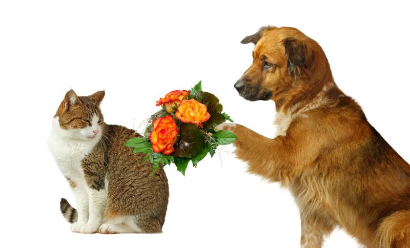 Кот дарит цветы