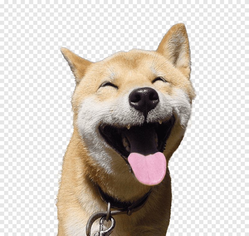 Собака улыбака сиба ину