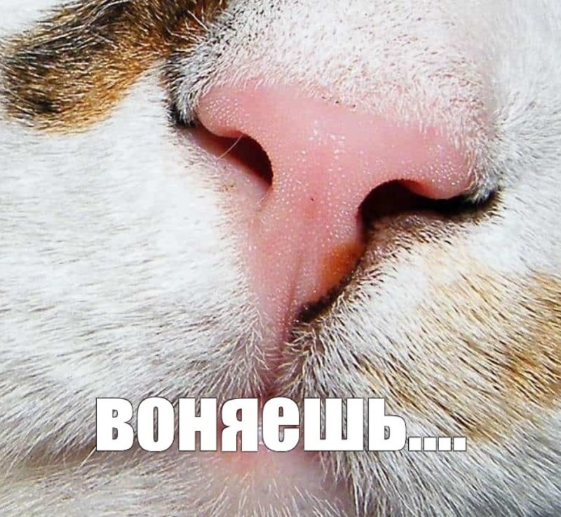 Кошачий носик