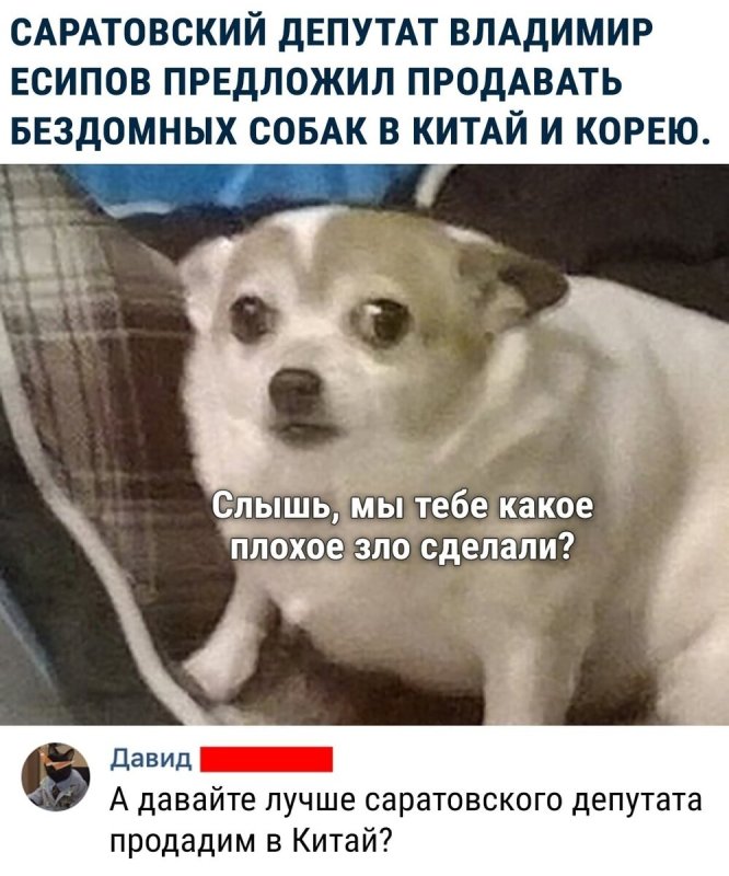 Мем с собакой чихуахуа