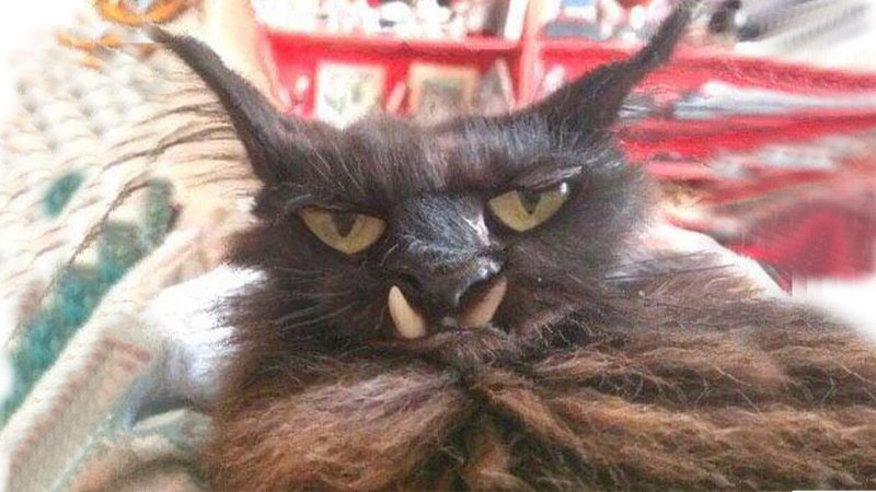 Лок тар Огар кот